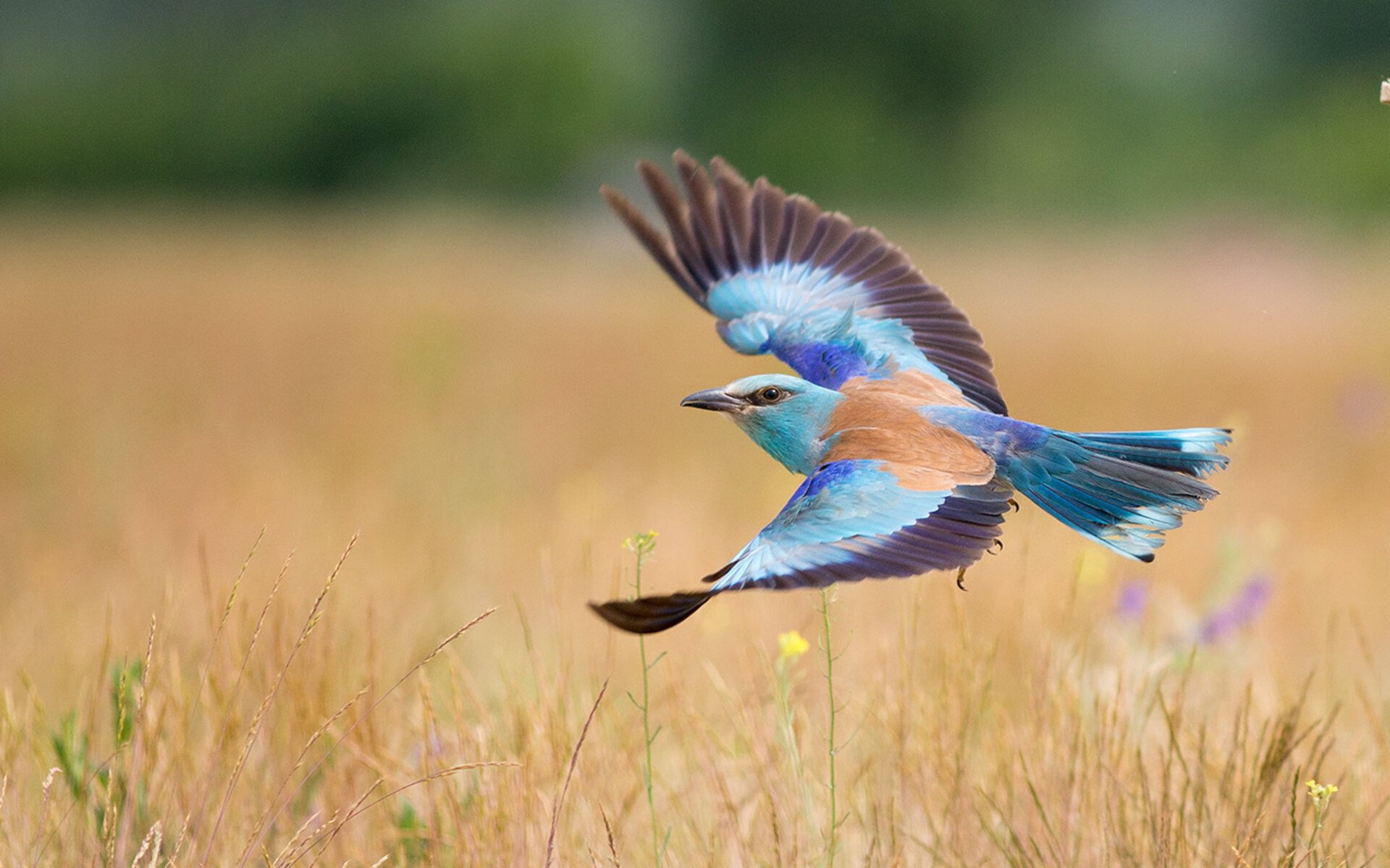 传统民族投壶比赛,文化传承中的运动魅力,投壶的玩法和规则